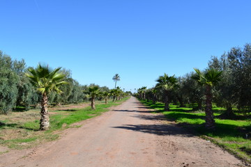 road in the palm park