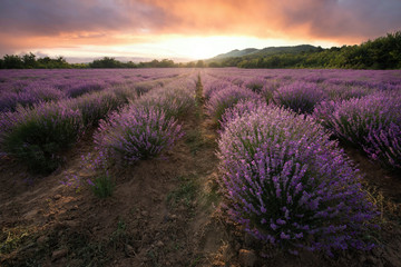 Fototapeta na wymiar Lavender field with blooming purple bushes at sunset. Sky filled with cumulus clouds and rays sunlight. near Burgas, Bulgaria. 