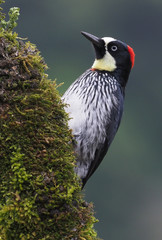 Eichelspecht in den Bergen von Costa Rica, San Gerardo de Dota