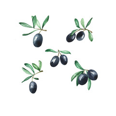 Set of black olives berries and leaves isolated on white background. Hand drawn watercolor illustration.