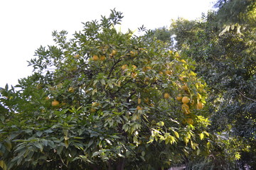 Fototapeta na wymiar lemon tree with fruits