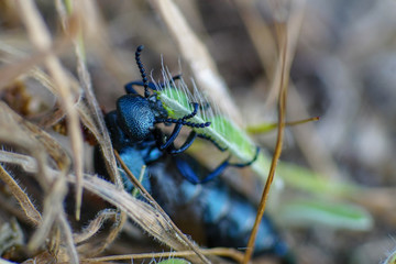 Macro pic of a black oil beetle chewing on a blade of grass