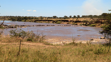 Fototapeta na wymiar Gnus am Mara Fluss