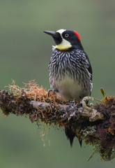 Eichelspecht (Acorn woodpecker)