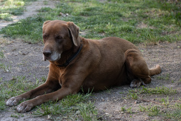 Chocolate Labrador Dog Laying on Grass Outdoors