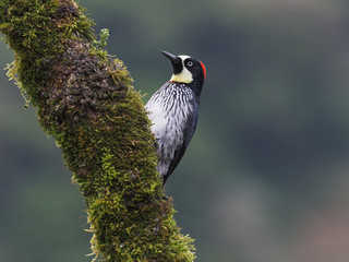 Eichelspecht (Melanerpes formicivorus)