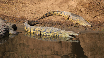 Krokodile