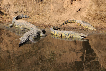 Krokodile