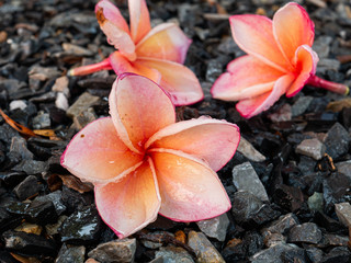 Photos of plumeria flowers on stone.