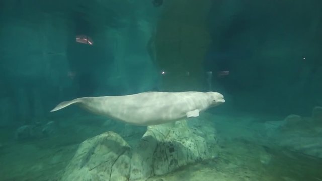 Beluga blanc nager dans aquarium sous le soleil