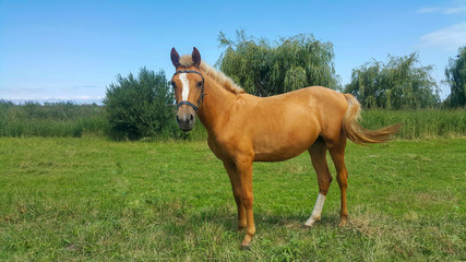 Fototapeta premium Orange Golden Horse, Mare In the Pasture, beautiful horse background.