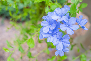 Close-up (Plumbago auriculata) flower in the garden