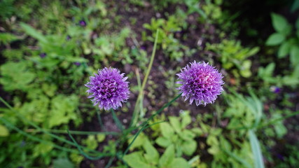 onion decorative with globulin mauve flowers against the green