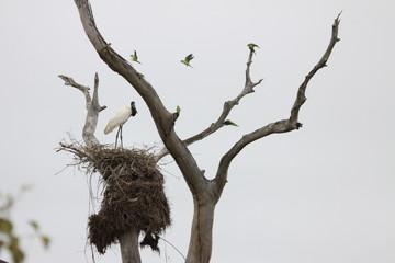 Pantanal- Nistplatz mit Waldstorch und Mönchsittich