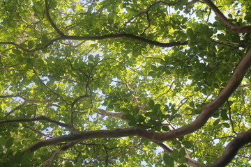 green leaves and sun producing wonderful concept of nature and earth day , nature is always beautiful
