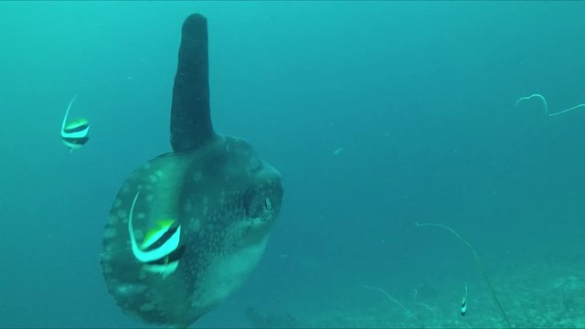 A large ocean sunfish or common jetty, Mola piers, swims at a cleaning station in the depths of the Indian Ocean. Deep diving film.