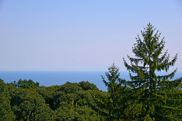 Obraz na płótnie Canvas Green forest and high spruce against the blue sea. Clear sky.