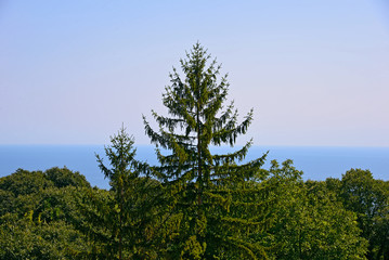 Green forest and high spruce against the blue sea. Clear sky.