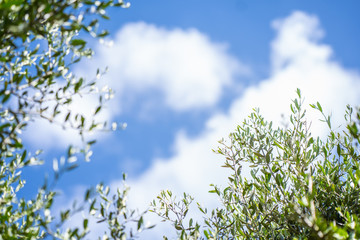 Obraz premium Guardando all'insù attraverso le fronte degli olivi verso il cielo azzurro