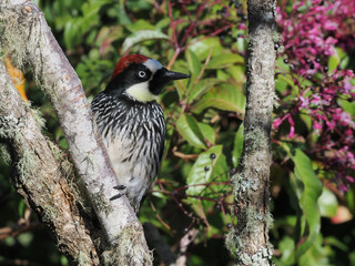 Eichelspecht (Melanerpes formicivorus)
