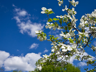 Blue Skies Ahead. Beautiful blooming Dogwood flowers frame the side of partially cloudy vivid blue...