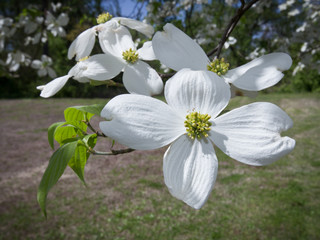 Close up of beautiful white Dogwood tree flowers with soft blurred background of flowers, trees and grass on a warm Spring day. Copy Space.