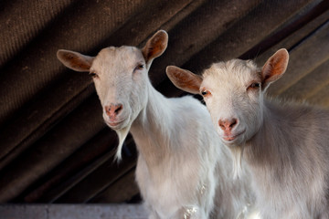 A beautiful two white goats is looking at the camera. Animals on the farm. Cattle in the village