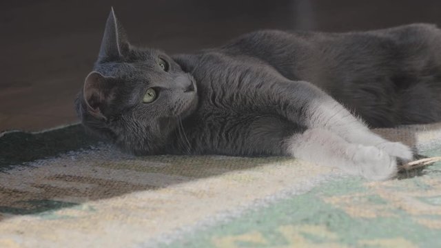 Russian blue cat playing in the sun on the floor