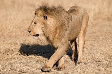 Naklejka premium Löwe