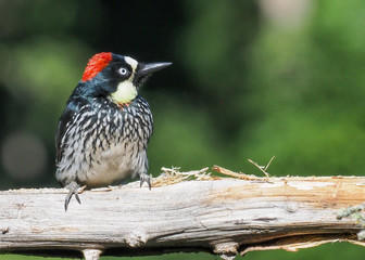Eichelspecht (Acorn woodpecker-Melanerpes formicivorus), Costa Rica