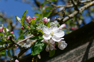 Fleur de pommier au printemps - France- 