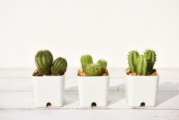 cactus and succulents plant on wooden white background. Indoor plant concept and natural background idea