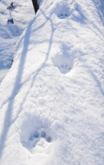 Fototapeta na wymiar Bobcat prints in deep snow on top of a large fallen tree trunk