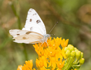 Checkered White butterfly feeding on a yellow Butterflyweed flower