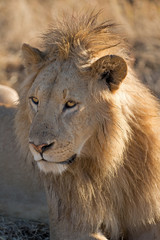 Fototapeta premium Löwen Porträt