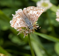 Commen Checkered Skipper butterfly feeding on a white clover flower