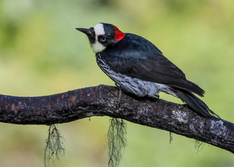 Eichelspecht, Acorn woodpecker - Melanerpes formicivorus in San Gerardo de Dota, Costa Rica