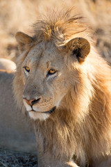 Löwen Porträt
