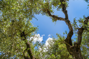 Guardando all'insù attraverso le fronte degli olivi verso il cielo azzurro