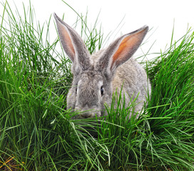 Grey rabbit on the grass.