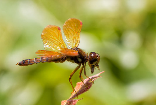 Eastern Amberwing dragonfly eating a bug while resting on an oak leaf tip