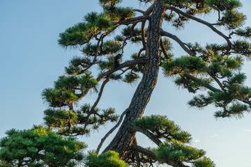 Raven sits on a pine tree on a clear summer day.