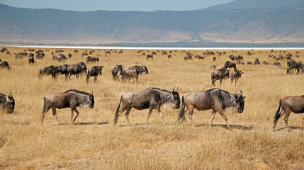 Fototapeta na wymiar Gnus im Mgorongoro Krater in Tansania