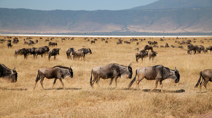 Gnus im Mgorongoro Krater in Tansania