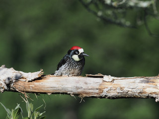 Eichelspecht (Melanerpes formicivorus)