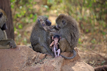 Pavian Baby