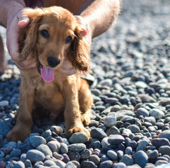 Portrait of a golden cocker spaniel puppy in a beach