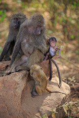 Pavian Baby