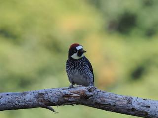 Eichelspecht (Melanerpes formicivorus)