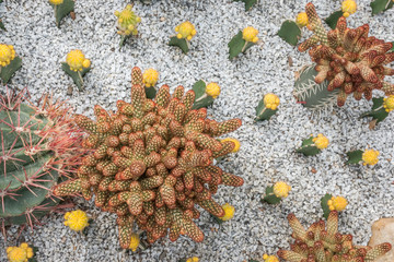 Closeup lady finger cactus in gravel. Cactus in the garden. Mammillaria elongata